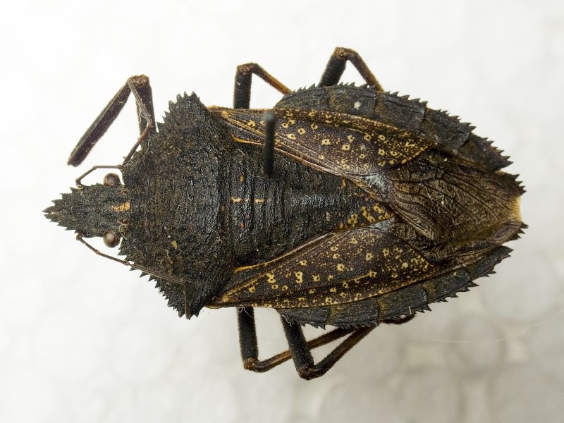 Mustha spinosula (Lefebvre, 1831)